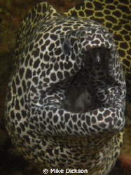 Honeycomb moray (l:Gymnothorax favagineus)

Aquarium, D... by Mike Dickson 